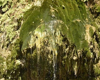 Ein Gedi Nature Photograph - Color - Digital Download