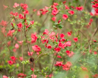 South Carolina Floral Photograph - Color - Digital Download