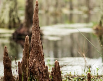 Cypress Gardens Tree Print | Romantic Nature Photography (Digital Download)