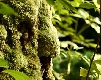 Hawaii Greenery Moss Photograph - Color - Digital Download