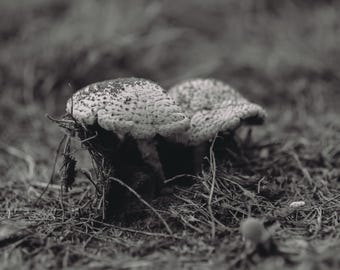 Mushroom Photograph - Black and White - Digital Download