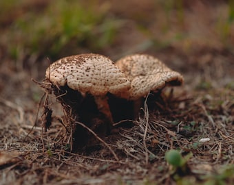 Mushroom Photograph - Color - Digital Download