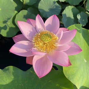 May include: A close-up of a pink lotus flower in full bloom, with a yellow center and green seed pod. The petals are a soft pink with darker pink edges. Large green lily pads surround the flower, with sunlight casting shadows.