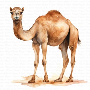 Clipart di cammello | 5 JPG di alta qualità | Scarica digitale | Cammello acquerello | Clipart acquerello stampabile | Alta risoluzione | Mestieri di carta