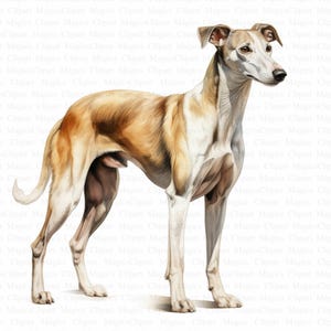 Clipart di levriero | 5 JPG di alta qualità | Download digitale | Creazione di biglietti | Clipart di cane carino | Artigianato digitale in carta | Arte per bambini | Immagine ritagliata