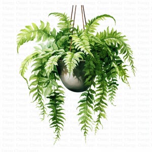 吊り下げシダのクリップアート｜水彩画風鉢植え植物（デジタルダウンロード）