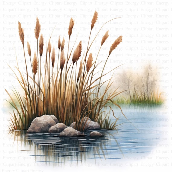 Lisdodde Clipart Zwergrohrkolben 100 Stück Lose Dübel Typha