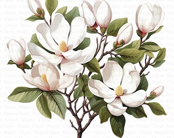 Magnolia Branches Clipart | Botanical Illustration (Digital Download)