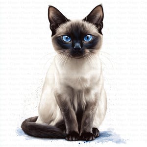 May include: A close-up of a Siamese cat with blue eyes. The cat is sitting with its front paws tucked under its body and its tail curled behind it. The cat has a light brown and white coat.