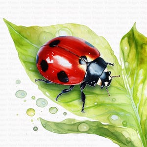 Ladybug Clipart | 5 High Quality JPGs | Digital Download | Ladybug Vector | Ladybug Printable | Scrapbooking | Insect Clipart | Bug Clipart