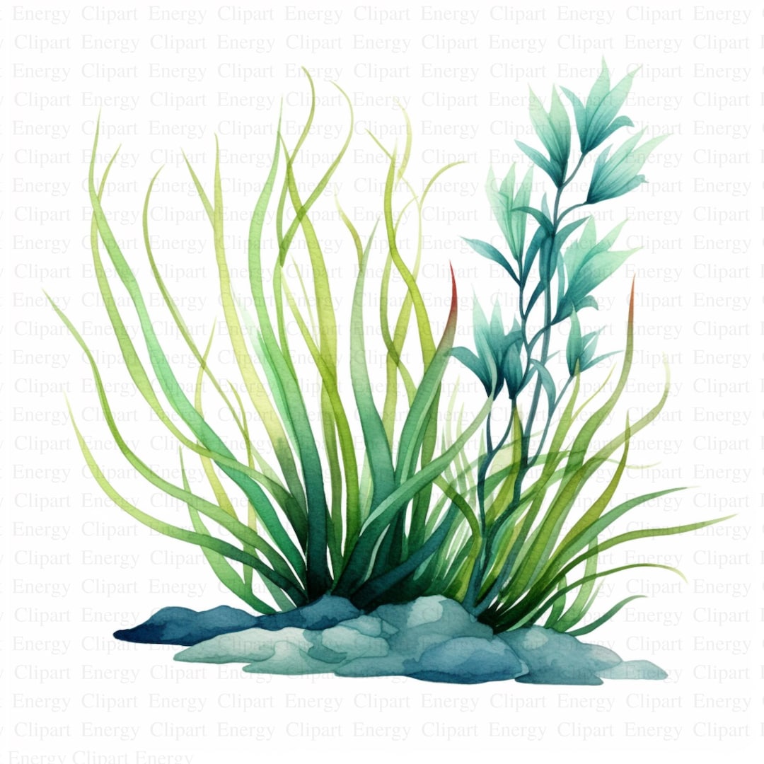 Sea Plants Clipart 5 High Quality Jpgs Digitaldownload Aquatic Plants Aquatic Plants Clipart Sea ...