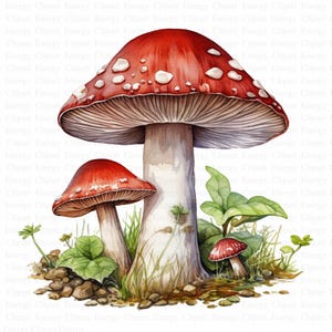 Paddestoel Clipart | 5 hoogwaardige JPG's | Digitaal downloaden | Paddestoel tekening | Herfst Clipart | Clipart | Paddestoel Afbeelding | Paddestoel Kunstwerk
