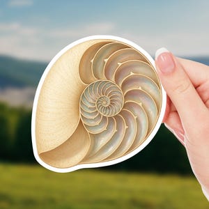 May include: A nautilus shell sticker with a detailed cross-section design. The sticker features a spiral pattern in shades of beige, tan, and pearlescent white, with a white border. The sticker is held against a blurred background of green and blue.