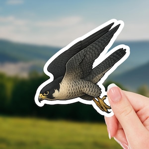 Peregrine Falcon Sticker – Realistic Bird of Prey Decal, Nature Wildlife Gift for Bird Lovers, Raptor Art Vinyl Sticker
