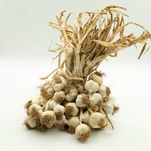 Bulbos de ajo turco: sabor suave y dulce - Orgánicos, listos para plantar imagen 8