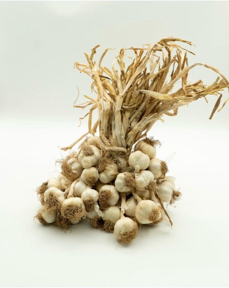 Bulbos de ajo turco: sabor suave y dulce - Orgánicos, listos para plantar imagen 8