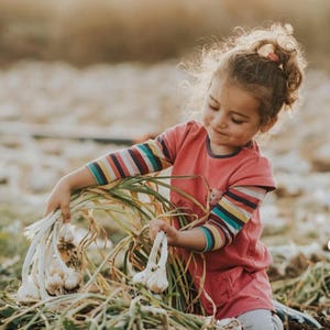 Puede incluir: Una joven con una camisa rosa de manga larga con rayas arco&iacute;ris en las mangas, sosteniendo bulbos de ajo reci&eacute;n cosechados. La escena se desarrolla en un campo, con las plantas y los bulbos de ajo en foco.