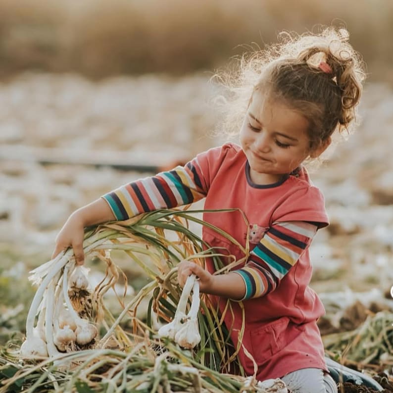 Puede incluir: Una joven con una camisa rosa de manga larga con rayas arco&iacute;ris en las mangas, sosteniendo bulbos de ajo reci&eacute;n cosechados. La escena se desarrolla en un campo, con las plantas y los bulbos de ajo en foco.