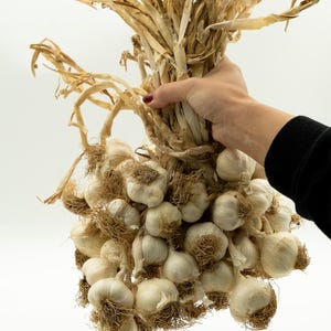 Puede incluir: Un gran manojo de bulbos de ajo secos, con sus capas exteriores de papel y extremos de ra&iacute;z visibles. El ajo est&aacute; atado con tallos secos, creando una est&eacute;tica r&uacute;stica y natural. Los bulbos son de color blanquecino y bronceado.