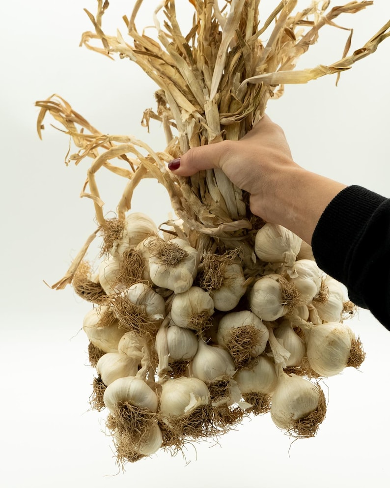 Puede incluir: Un gran manojo de bulbos de ajo secos, con sus capas exteriores de papel y extremos de ra&iacute;z visibles. El ajo est&aacute; atado con tallos secos, creando una est&eacute;tica r&uacute;stica y natural. Los bulbos son de color blanquecino y bronceado.