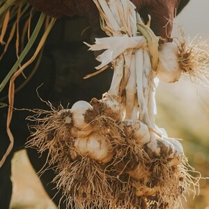 Puede incluir: Un manojo de bulbos de ajo reci&eacute;n cosechados, atados. Los bulbos son blanquecinos con ra&iacute;ces y tallos visibles. El fondo est&aacute; borroso, con una luz c&aacute;lida y natural. El ajo parece haber sido recogido recientemente.