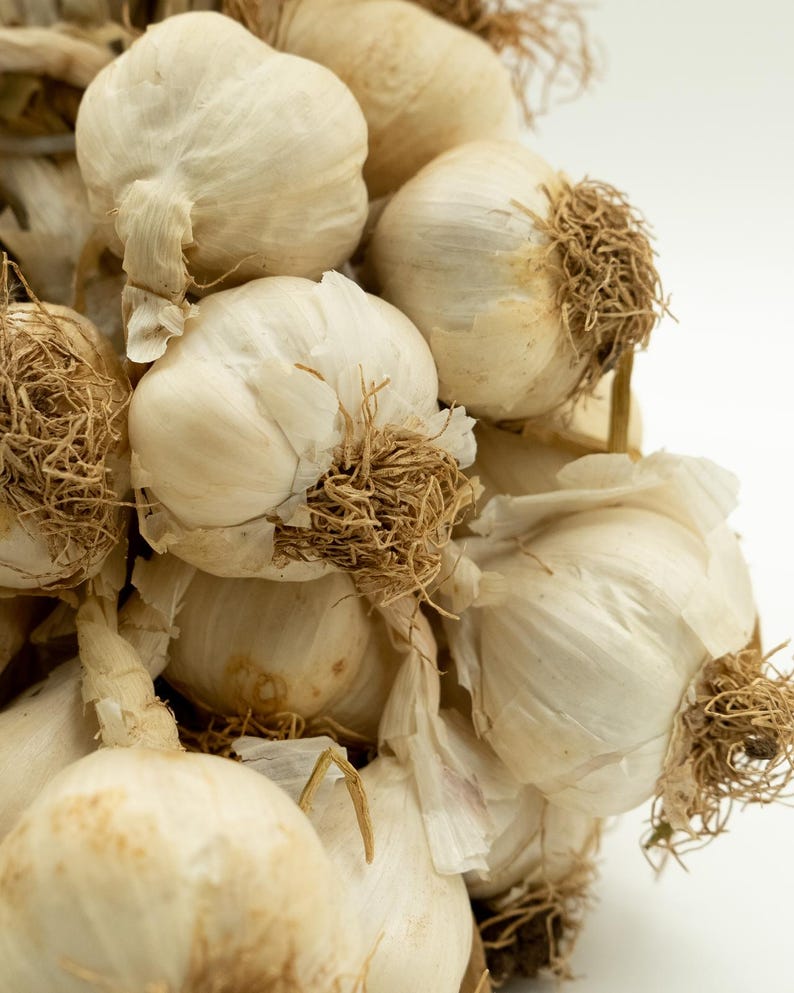 organic garlic bulbs