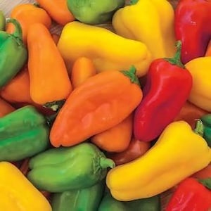 Mini Sweet Bell Pepper Seeds - Non-GMO, Heirloom Quality, & Bursting with Flavor