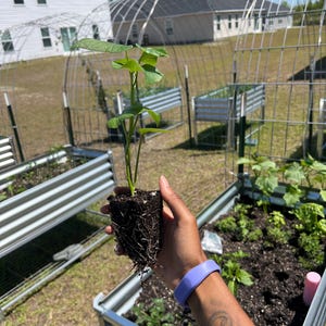 May include: A green plant with roots in a small pot, being held by a person with a purple wristband and a tattoo on their arm. The plant is in front of a raised garden bed with metal sides.