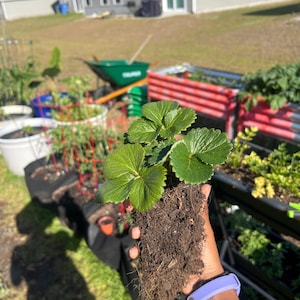 Organic Strawberry Plants | Homegrown With Love