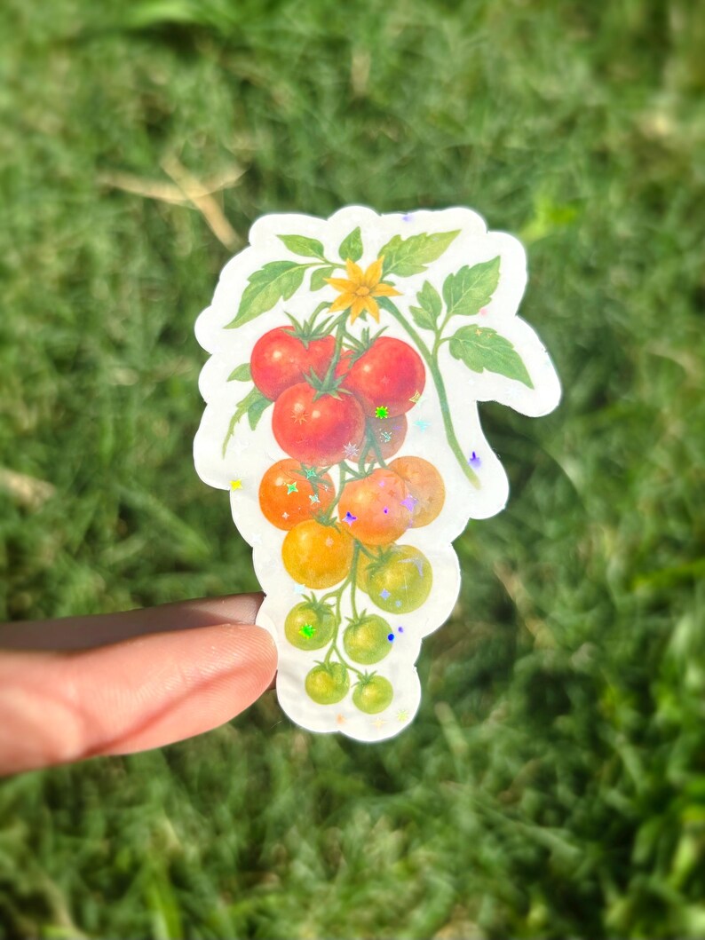May include: A sticker featuring a cluster of tomatoes in various stages of ripeness, from green to red. The tomatoes are attached to a green vine with leaves and a yellow flower. The sticker has a white border.