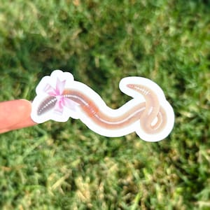 May include: A sticker featuring a cartoon earthworm with a pink bow. The worm is a light brown color with a segmented body. The bow is tied around the worm's head. The sticker is on a white background and is set against a blurred green grass background.