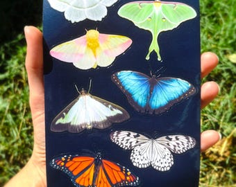 Butterfly & Moth Sticker Sheet - Realistic Luna Moth, Monarch, and Nature Insect Stickers