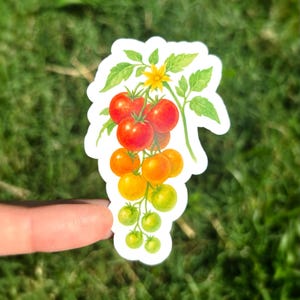 Cherry Tomato Sticker - Tomato on the Vine Sticker, Watercolor Tomatoes Sticker, Tomatoes Vinyl Sticker, Tomato Vinyl Sticker
