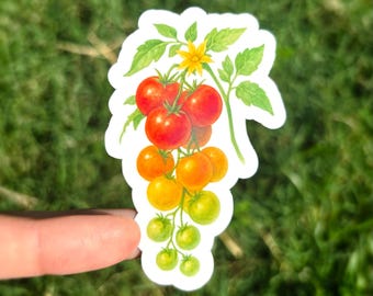 Cherry Tomato Sticker - Tomato on the Vine Sticker, Watercolor Tomatoes Sticker, Tomatoes Vinyl Sticker, Tomato Vinyl Sticker
