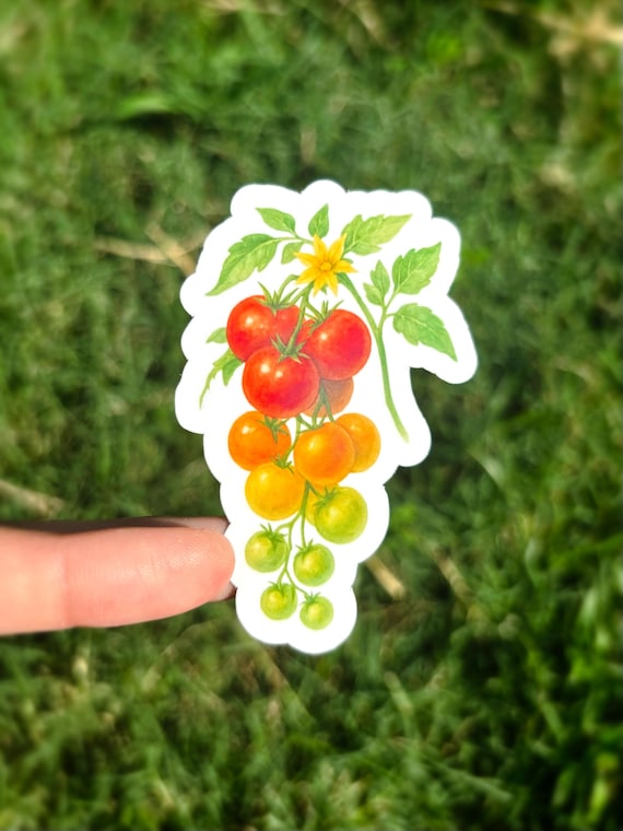 Cherry Tomato Sticker - Tomato on the Vine Sticker, Watercolor Tomatoes Sticker, Tomatoes Vinyl Sticker, Tomato Vinyl Sticker