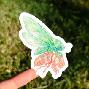 Shedding Cicada Sticker - Cute Cicada Sticker, Pretty Insect Sticker, Bug Vinyl Sticker, Entomology Sticker, Cicada Sticker, Cute Insect Art