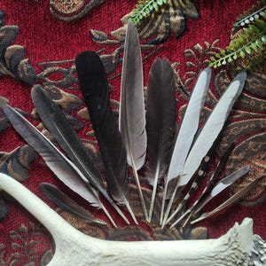 Set of 12 wild European bird feathers, 19 - 7 cm long, cormorant, woodpecker, magpie