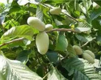 6 esquejes de árbol de pawpaw americano - Cultivo de fruta fresca