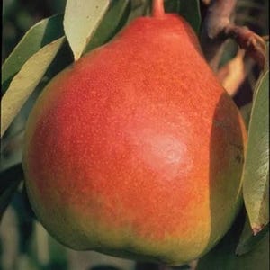 May include: A close-up of a ripe pear, showcasing a gradient of colors from green to red. The pear is still attached to the tree branch, surrounded by green leaves. The fruit's skin has a textured appearance.