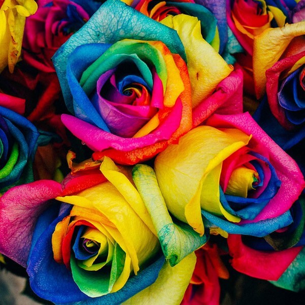 25 Rainbow Rose Seeds Beautiful live rose seeds Etsy