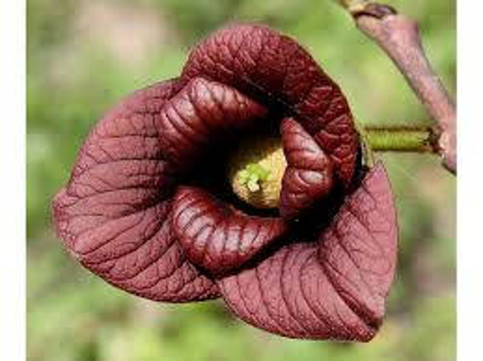 pawpaw flower