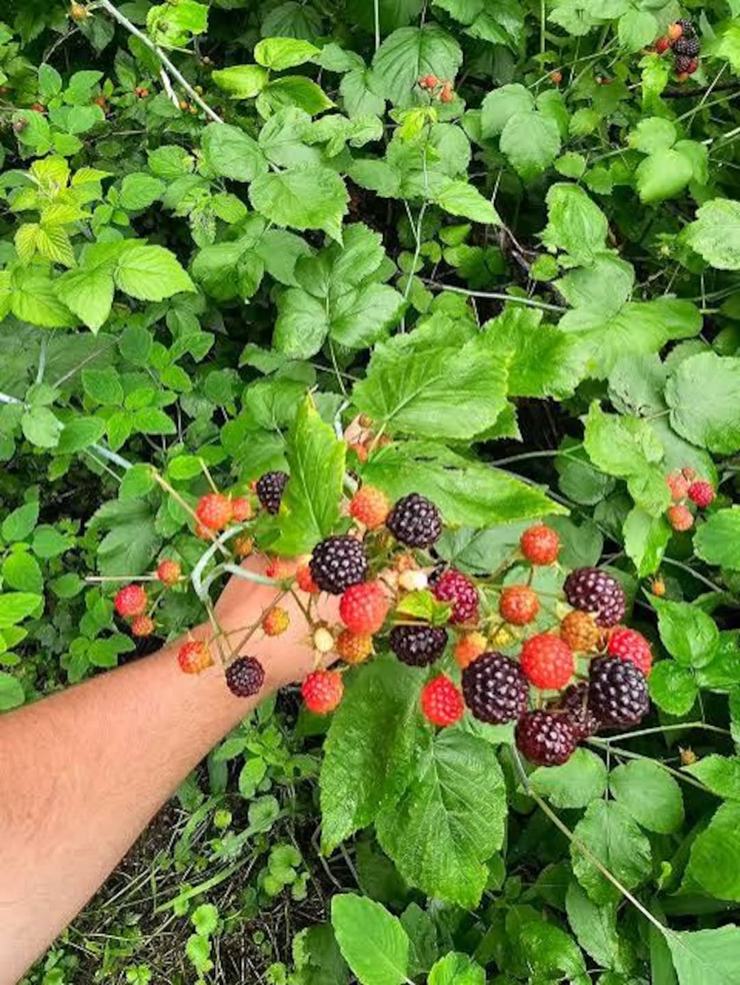 3 Wild Black Raspberry Plants Bare Root 6–20” Tall – Sweet Dark Berry ...