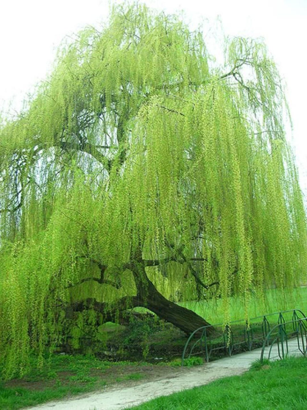 3 Live Weeping Willow Tree 2-4 Ft Tall Now Fast Growing