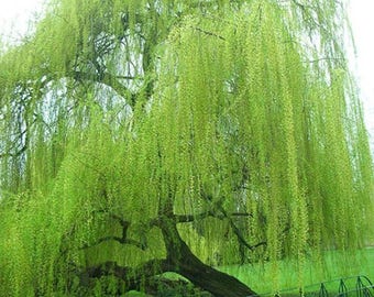 3 live Weeping Willow Tree 2-4 ft tall now fast growing elegant memorial tree FREE shipping