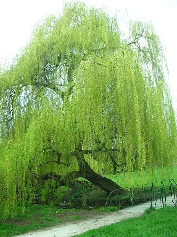 Weeping Willow  Weeping Willow Tree for Sale - PlantingTree