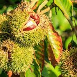 2 Chinese chestnut trees, 2ft tall now, fast growing live nut trees image 1