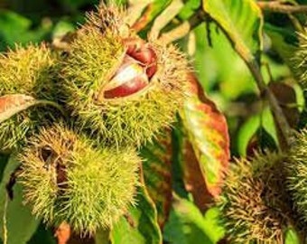 2 Chinese chestnut trees, 2ft tall now, fast growing live nut trees