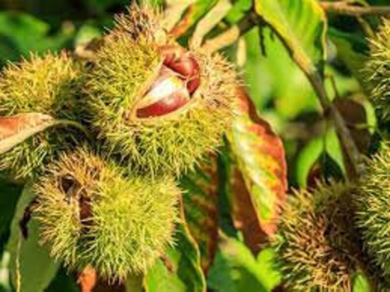 2 Chinese chestnut trees, 2ft tall now, fast growing live nut trees image 1