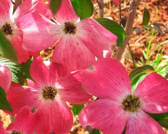 2 Cherokee RED Dogwood trees 12-18 in tall Live tree beautiful RED blooms