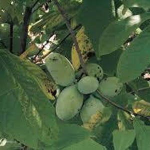 6 Paw paw Tree Cuttings Grow your own trees Easy instructions included Live tree cuttings image 1
